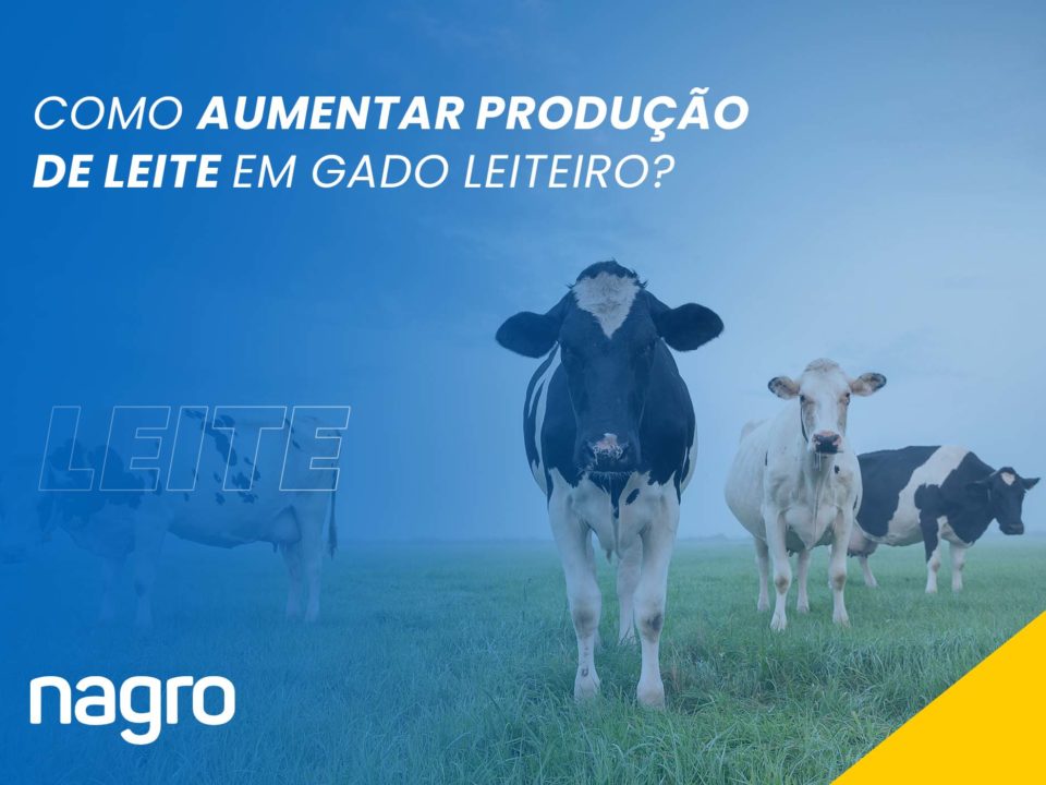 Como aumentar produção de leite em gado leiteiro