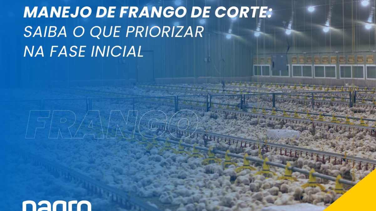 Manejo de frango e corte