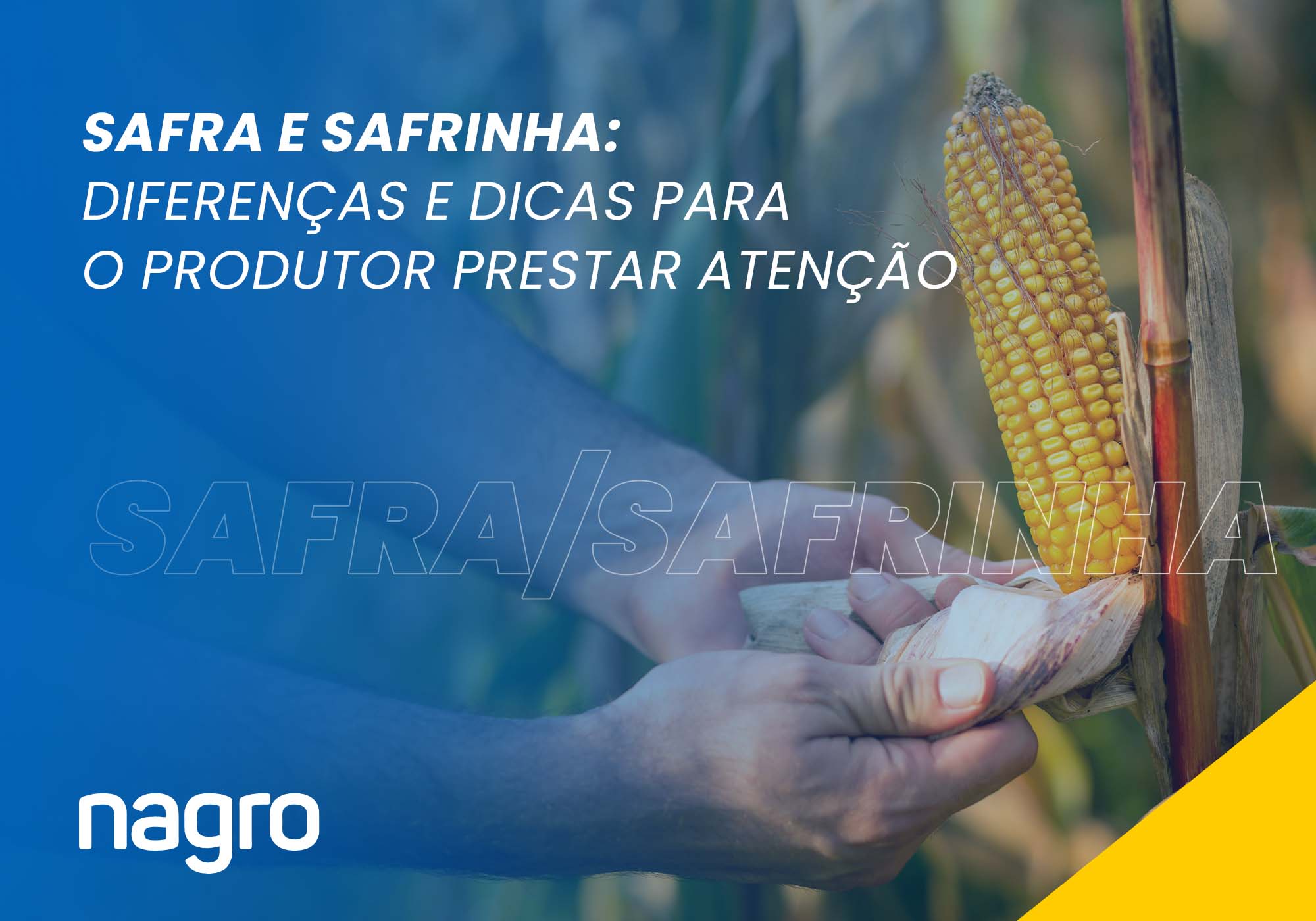 Safra e Safrinha: diferenças e dicas para o produtor prestar atenção ...
