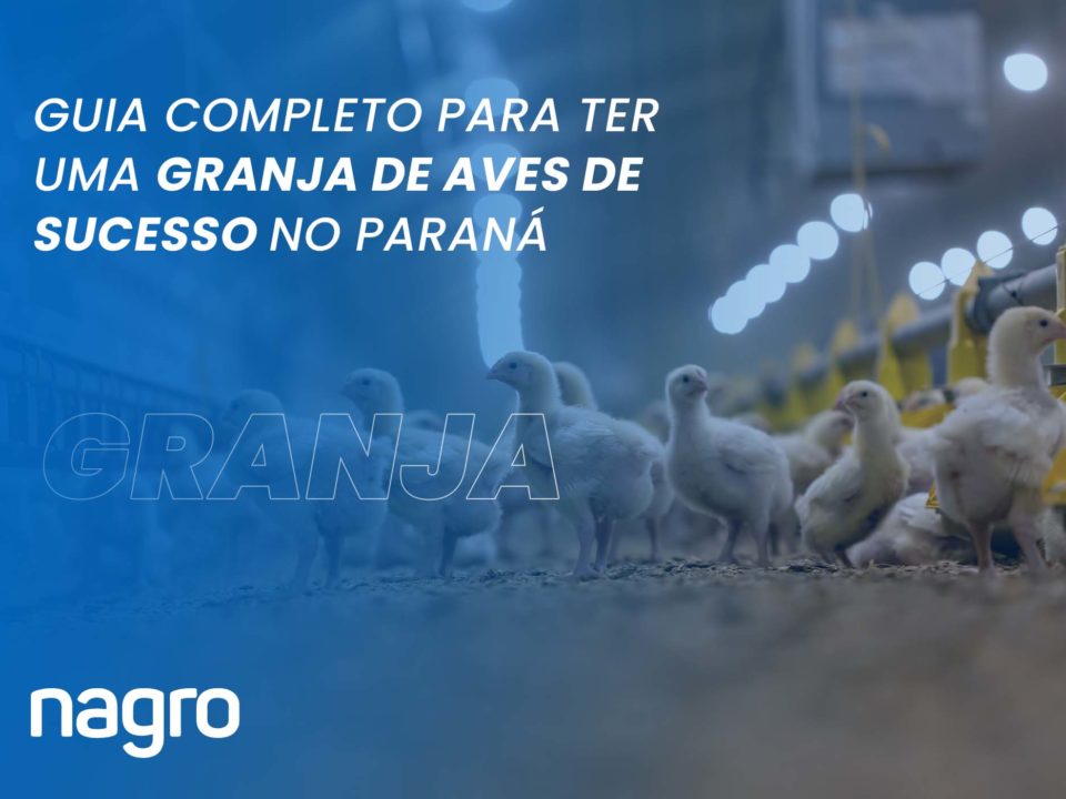 Grande de aves de sucesso no paraná